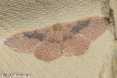 Idaea eugeniata