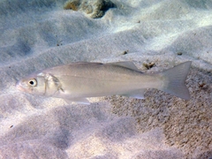 Dicentrarchus labrax