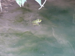 Pelophylax