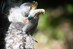 Strix uralensis