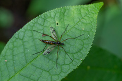 Dictenidia bimaculata