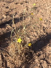 Talinum polygaloides