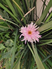 Dahlia pinnata