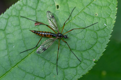 Dictenidia bimaculata
