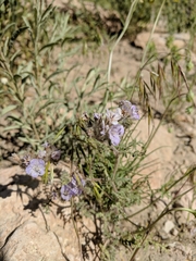 Phacelia vallis-mortae