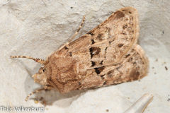 Agrotis lata
