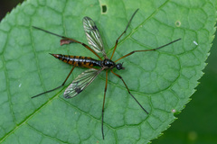 Dictenidia bimaculata