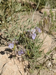 Phacelia vallis-mortae