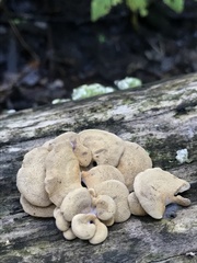 Panellus
