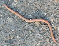 Lumbricus