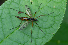 Dictenidia bimaculata