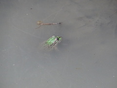 Pelophylax