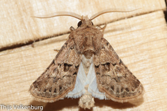 Agrotis lata