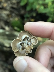 Panellus