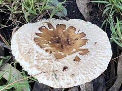 Chlorophyllum