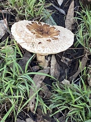 Chlorophyllum