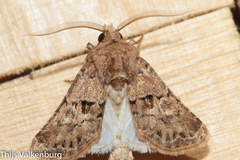 Agrotis lata