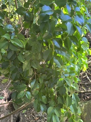 Eugenia biflora