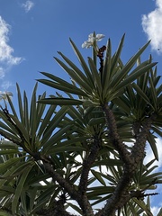 Pachypodium lamerei