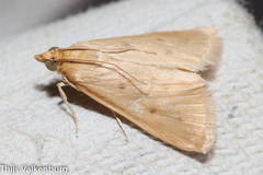 Achyra nudalis