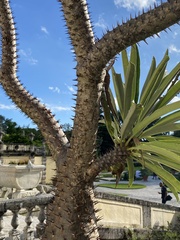 Pachypodium lamerei