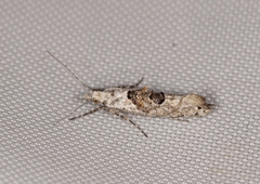 Ypsolopha asperella