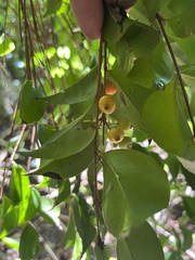 Eugenia biflora