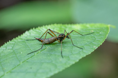 Dictenidia bimaculata