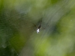 Argyrodes argyrodes