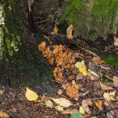 Coprinellus micaceus