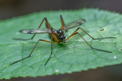 Dictenidia bimaculata