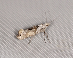 Ypsolopha asperella