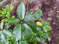 Pseudopanax arboreus