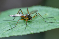 Dictenidia bimaculata