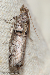 Acrobasis romanella