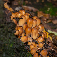 Coprinellus micaceus