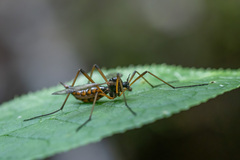 Dictenidia bimaculata