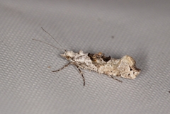 Ypsolopha asperella