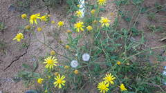 Senecio inaequidens