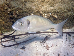 Sparus auratus
