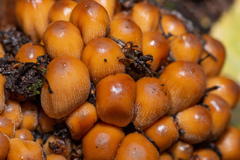 Coprinellus micaceus