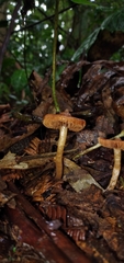 Cortinarius acutus