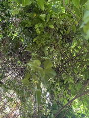 Eugenia biflora