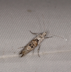 Ypsolopha asperella
