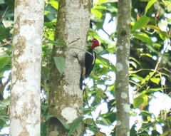 Campephilus robustus