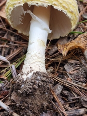 Amanita