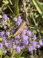 Melanoplus scudderi