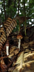 Cortinarius acutus