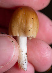 Coprinellus micaceus