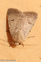 Caradrina aspersa